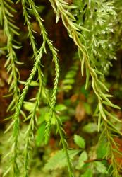 Phlegmariurus billardierei. Clearly defined strobili with sporophylls much shorter than sterile leaves. The branches are narrow with appressed sterile leaves just above junction with strobili.
 Image: L.R. Perrie © Te Papa CC BY-NC 4.0